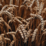 Gluten-and-Brain-Inflammation