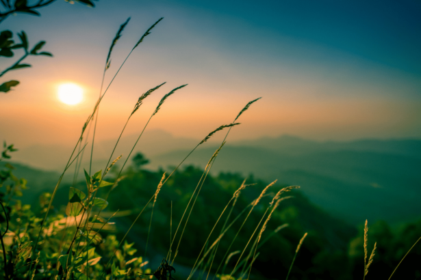 Biophilic-Architecture