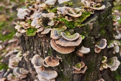 66_-Are-You-Curious-About-Turkey-Tail_-Exploring-the-Ancient-Wisdom-and-Modern-Marvels